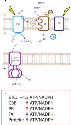 Energetic considerations for engineering novel biochemistries in photosynthetic organisms